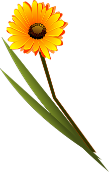 Vibrant Orange Daisy Graphic PNG Image