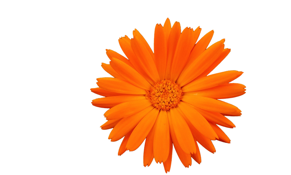 Vibrant Orange Flower Isolated PNG Image