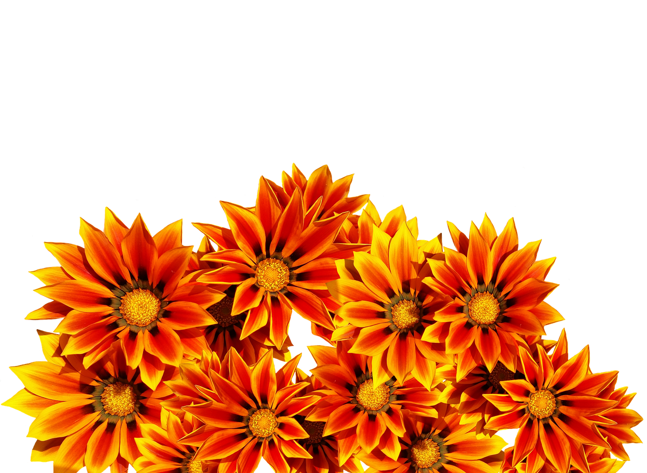 Vibrant Orange Flowers Black Background PNG Image