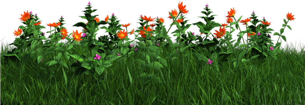 Vibrant Orange Flowersin Grass PNG Image