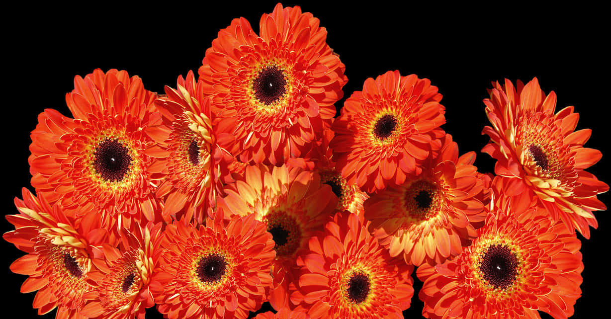 Vibrant Orange Gerbera Daisies Black Background PNG Image