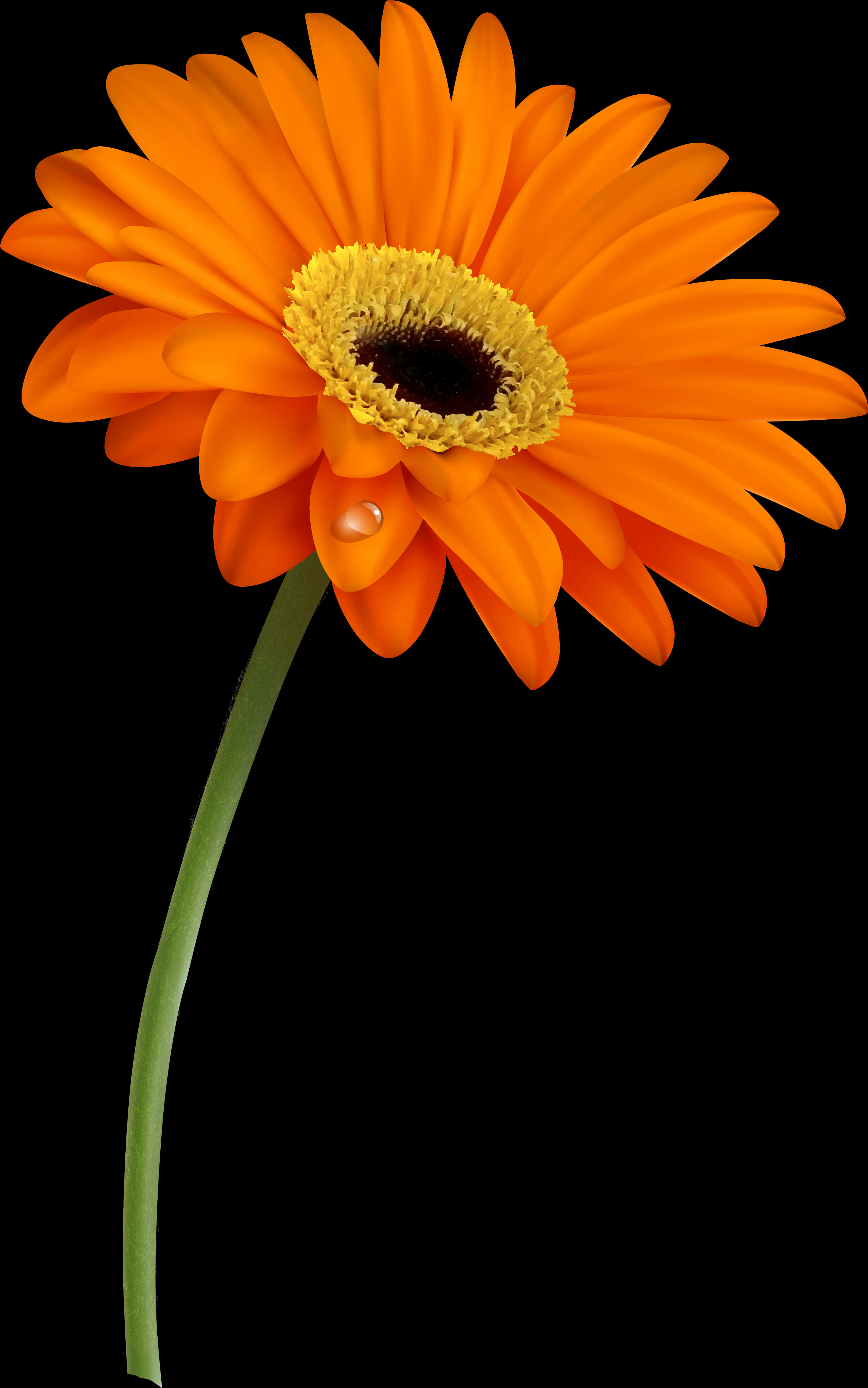 Vibrant_ Orange_ Gerbera_with_ Water_ Drop PNG Image