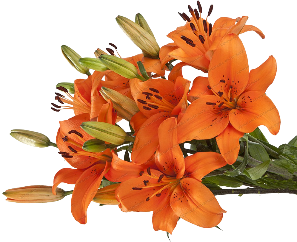 Vibrant Orange Lilies Bouquet PNG Image