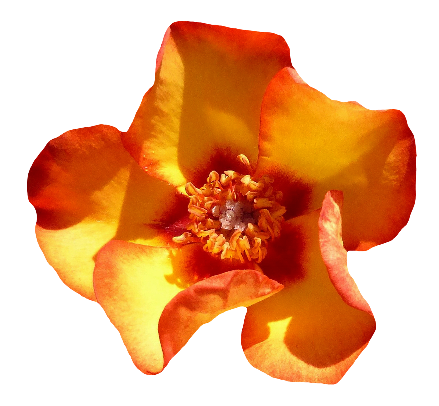 Vibrant Orange Marigold Flower PNG Image