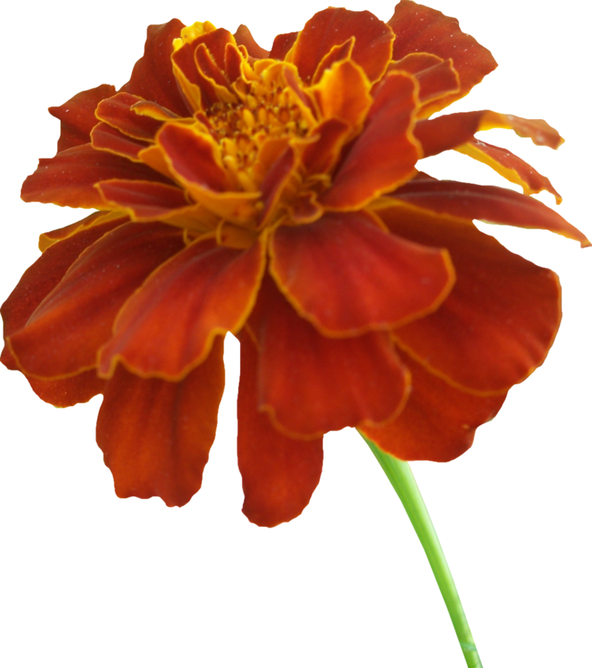 Vibrant Orange Marigold Flower PNG Image