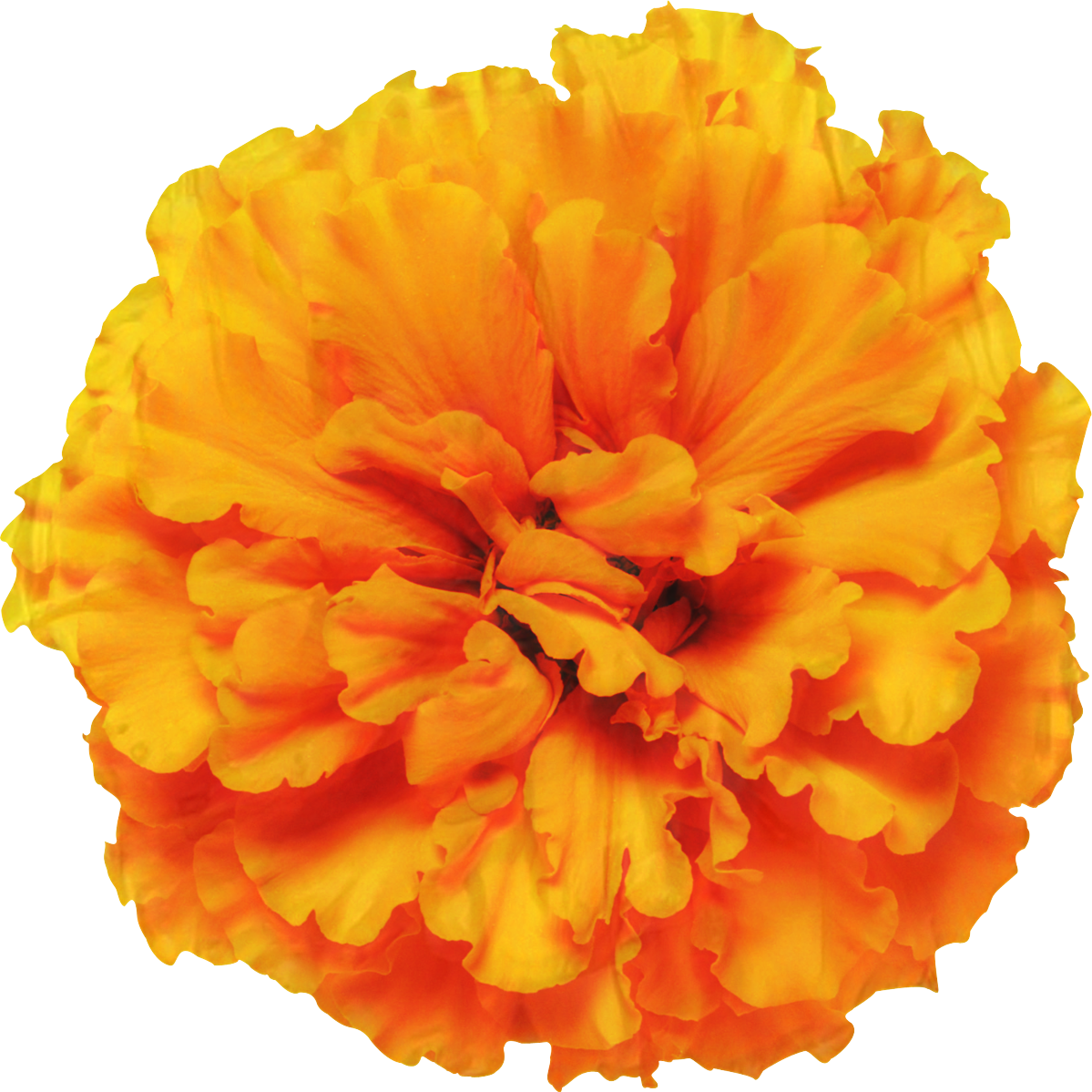 Vibrant Orange Marigold Flower PNG Image