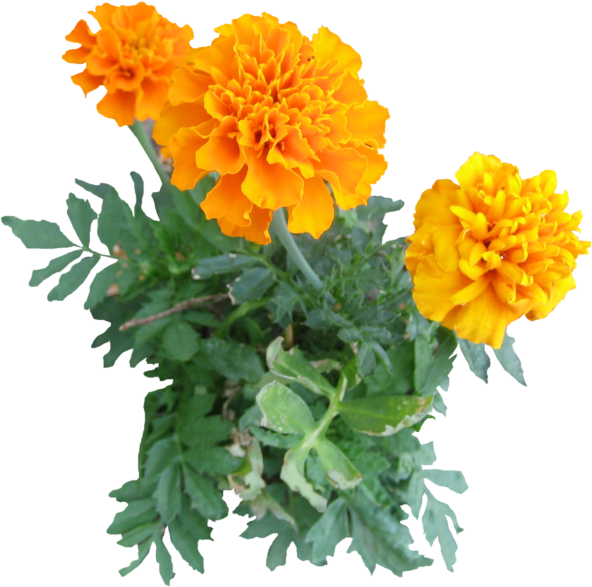 Vibrant Orange Marigolds.png PNG Image