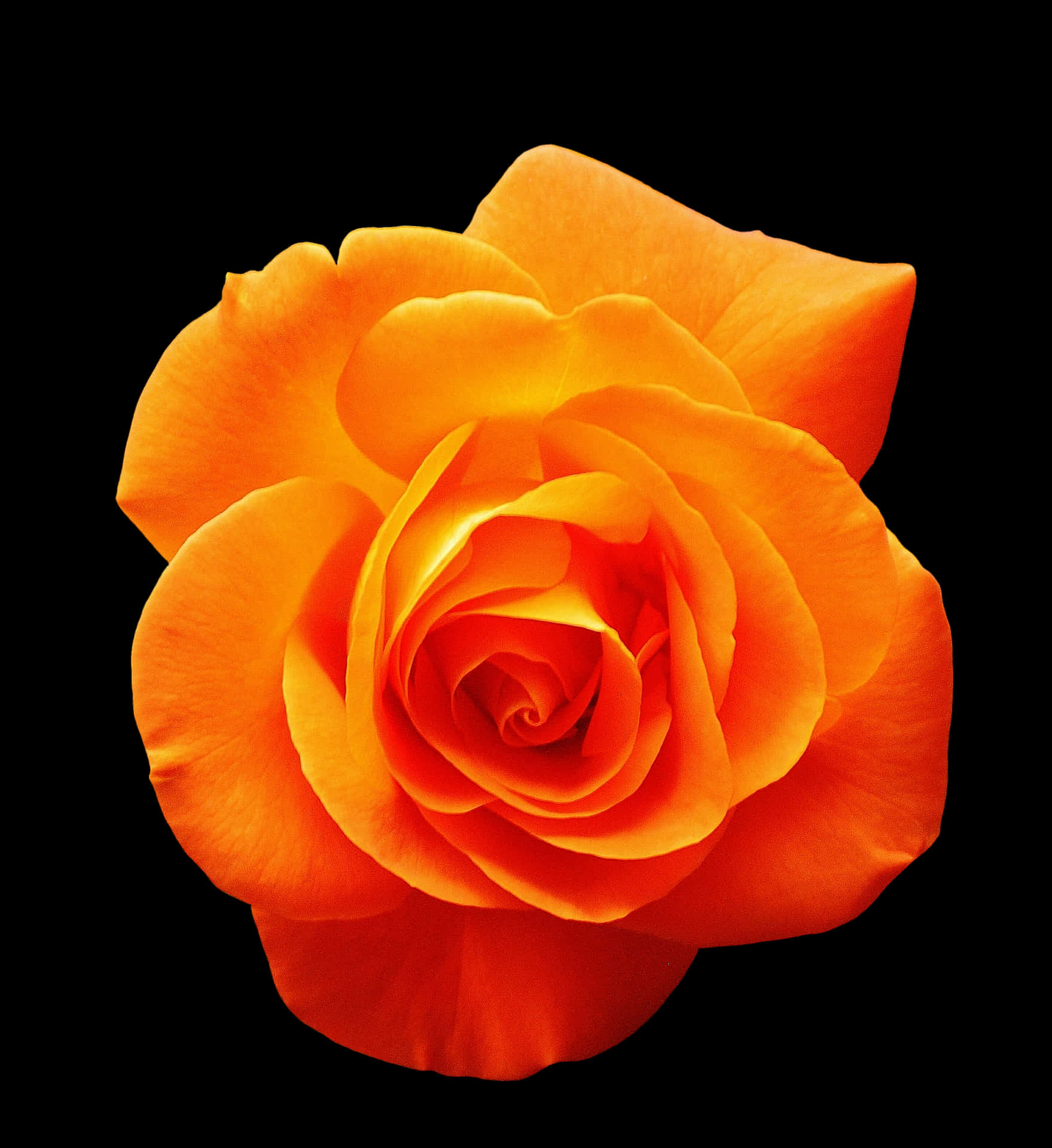 Vibrant Orange Rose Black Background.jpg PNG Image