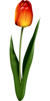 Vibrant Orange Tulipon Black PNG Image