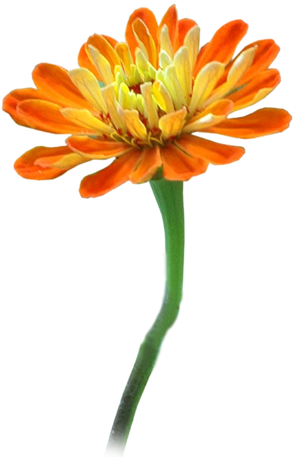 Vibrant Orange Zinnia Flower PNG Image