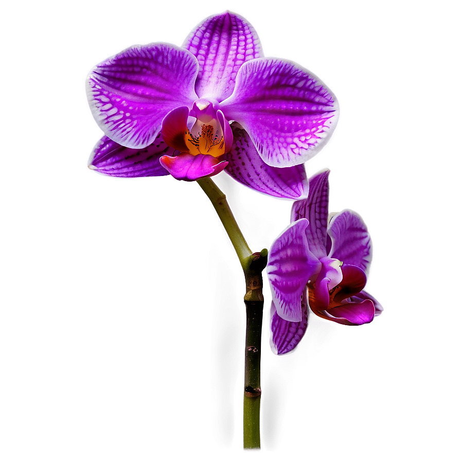 Vibrant Orchid Png Jpv66 PNG Image