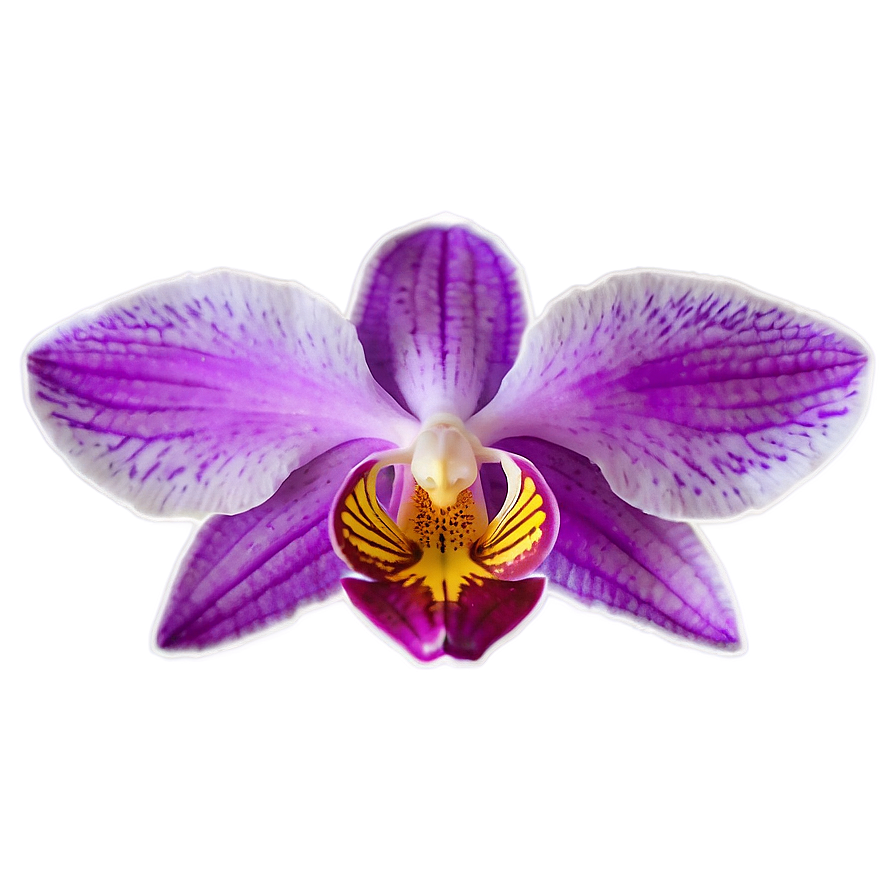 Vibrant Orchid Png Sge PNG Image