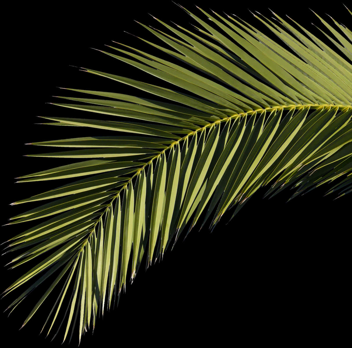 Vibrant Palm Frond Against Black Background PNG Image