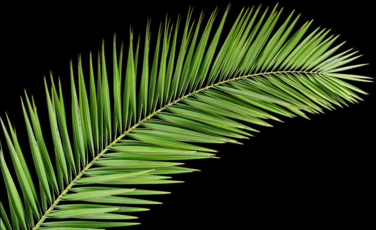 Vibrant Palm Frond Black Background PNG Image