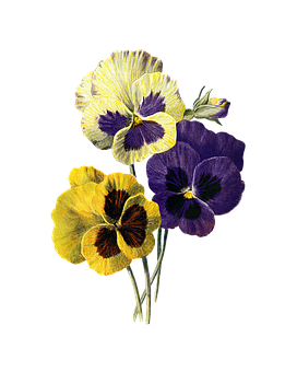 Vibrant Pansies Black Background PNG Image