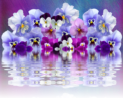 Vibrant Pansies Reflection PNG Image