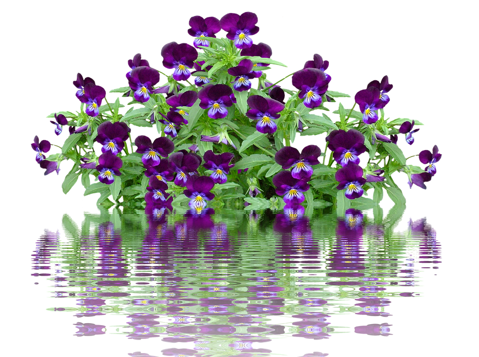 Vibrant Pansies With Water Reflection PNG Image