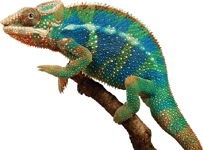 Vibrant Panther Chameleonon Branch PNG Image