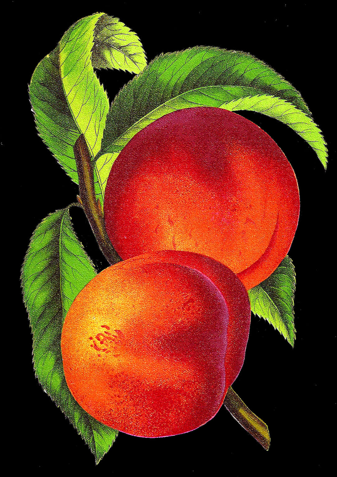 Vibrant Peaches Artwork PNG Image