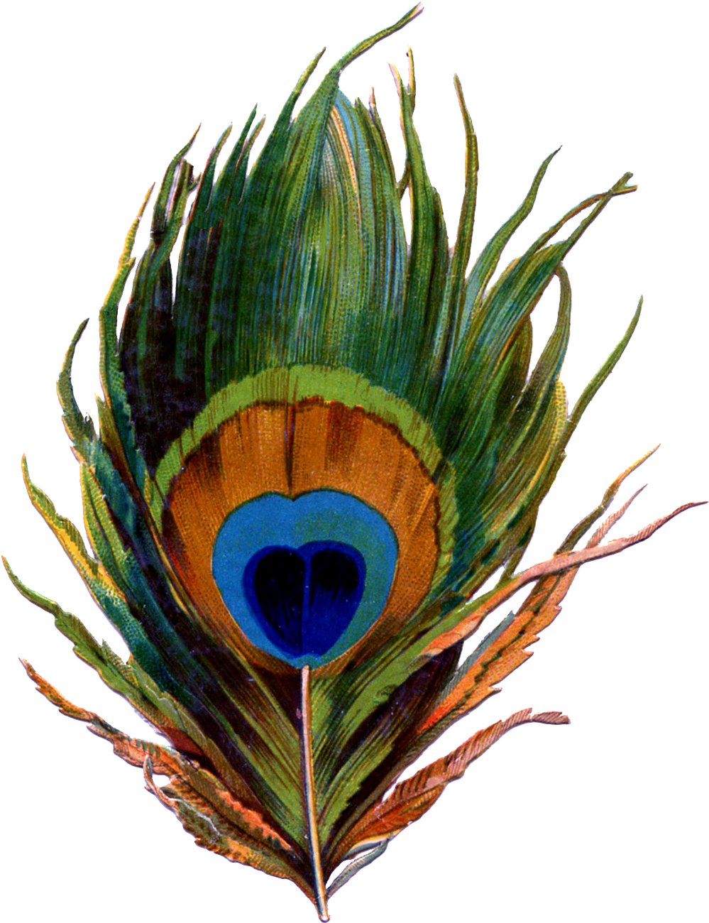 Vibrant Peacock Feather Artwork PNG Image