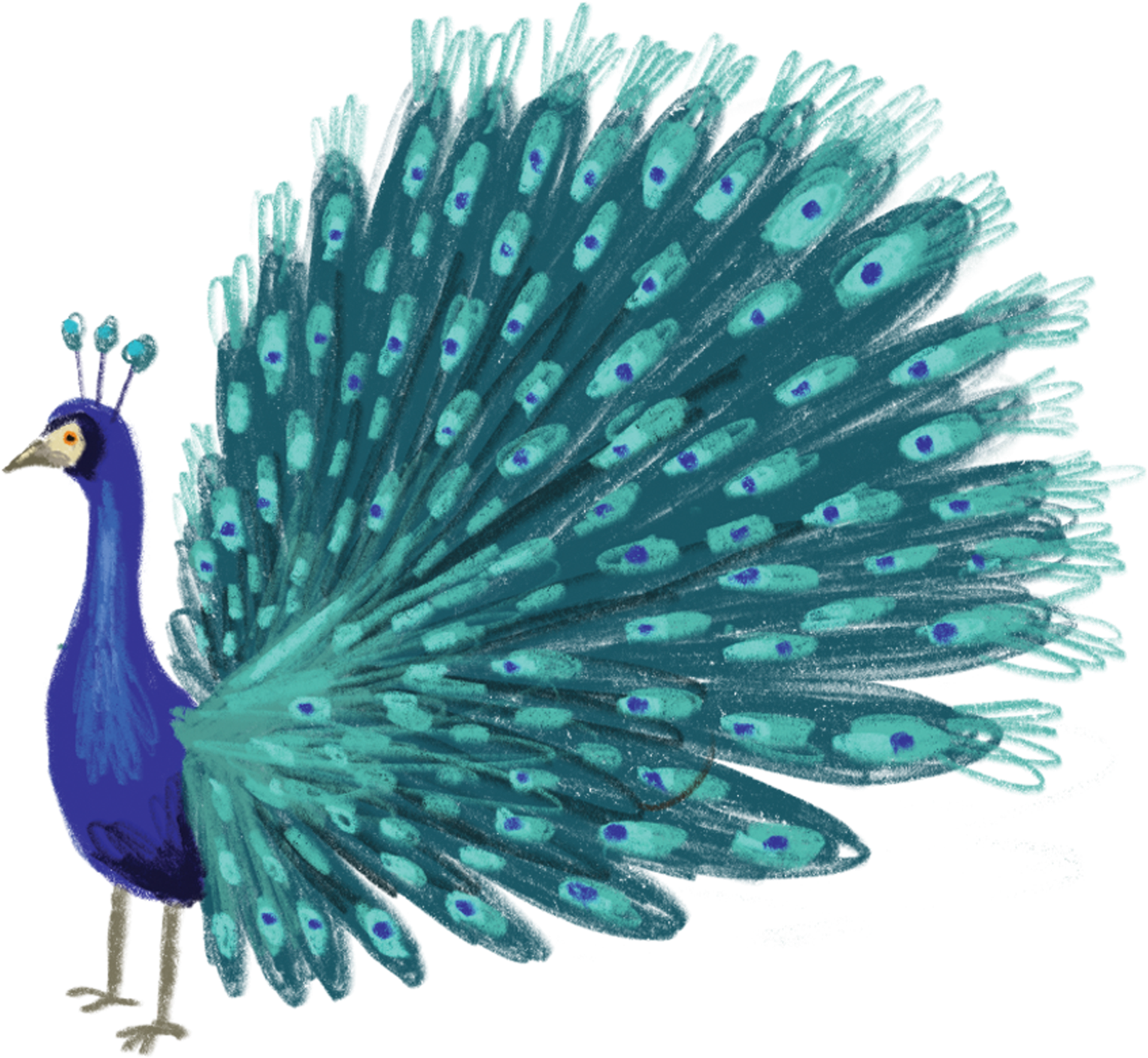 Vibrant Peacock Illustration PNG Image