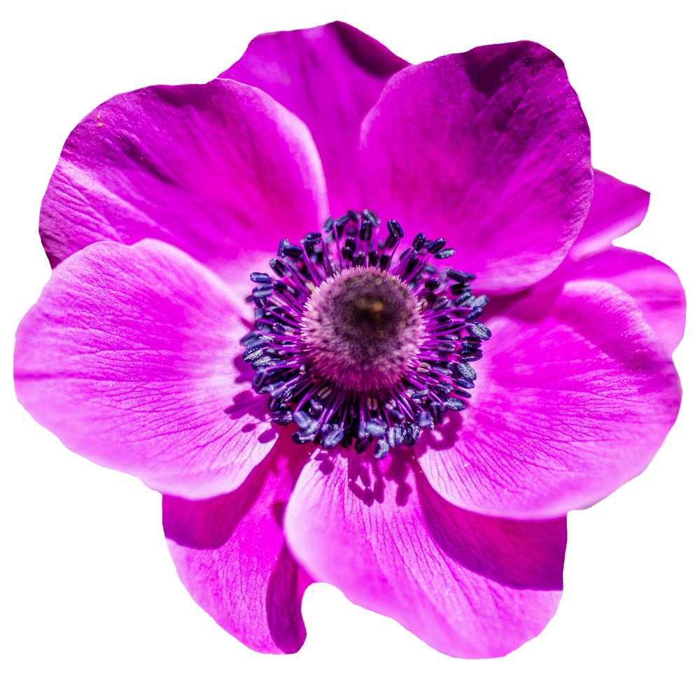 Vibrant Pink Anemone Flower.png PNG Image