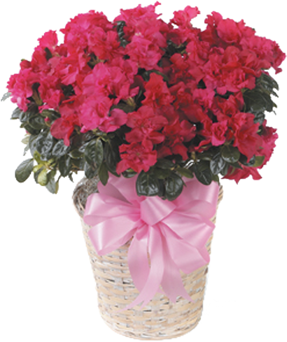 Vibrant Pink Azalea Basket PNG Image