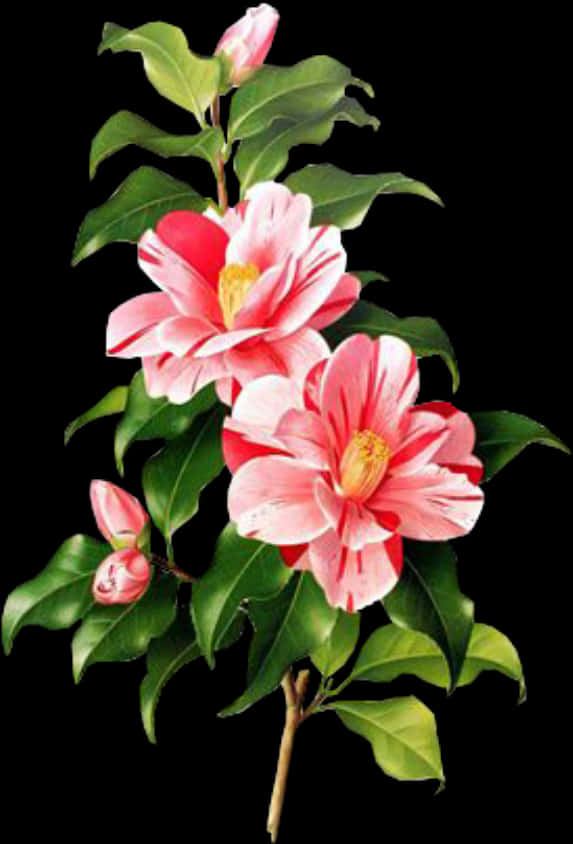 Vibrant Pink Camellia Branch PNG Image