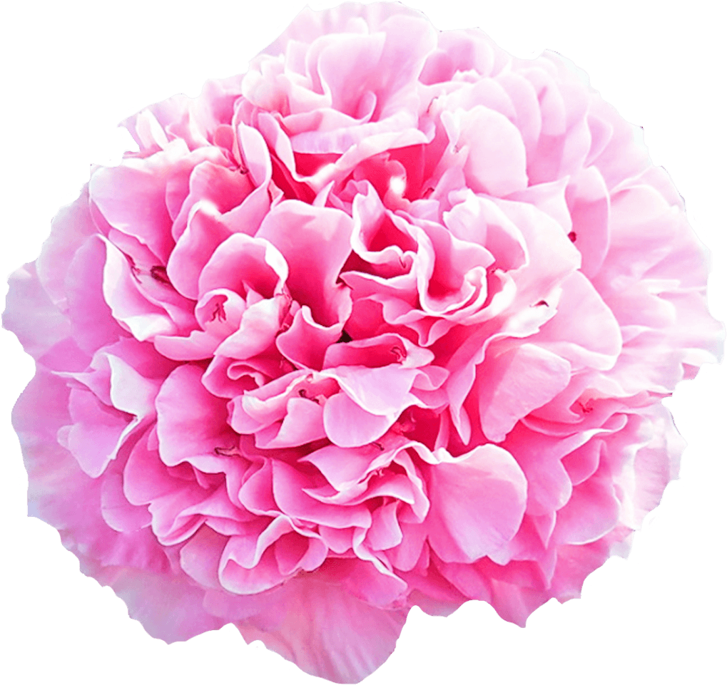 Vibrant Pink Carnation Flower.png PNG Image