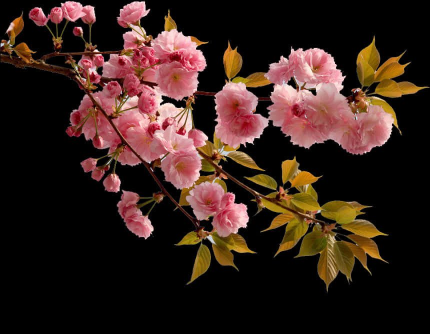 Vibrant Pink Cherry Blossoms Branch PNG Image