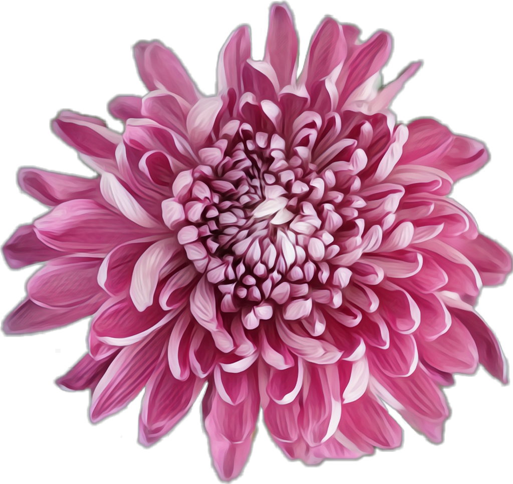 Vibrant Pink Chrysanthemum Flower PNG Image