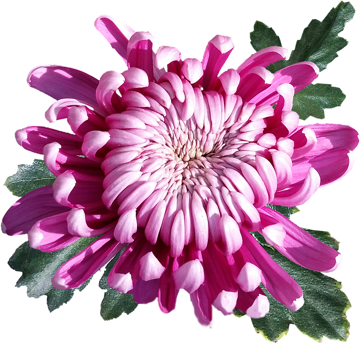 Vibrant Pink Chrysanthemum Flower.png PNG Image