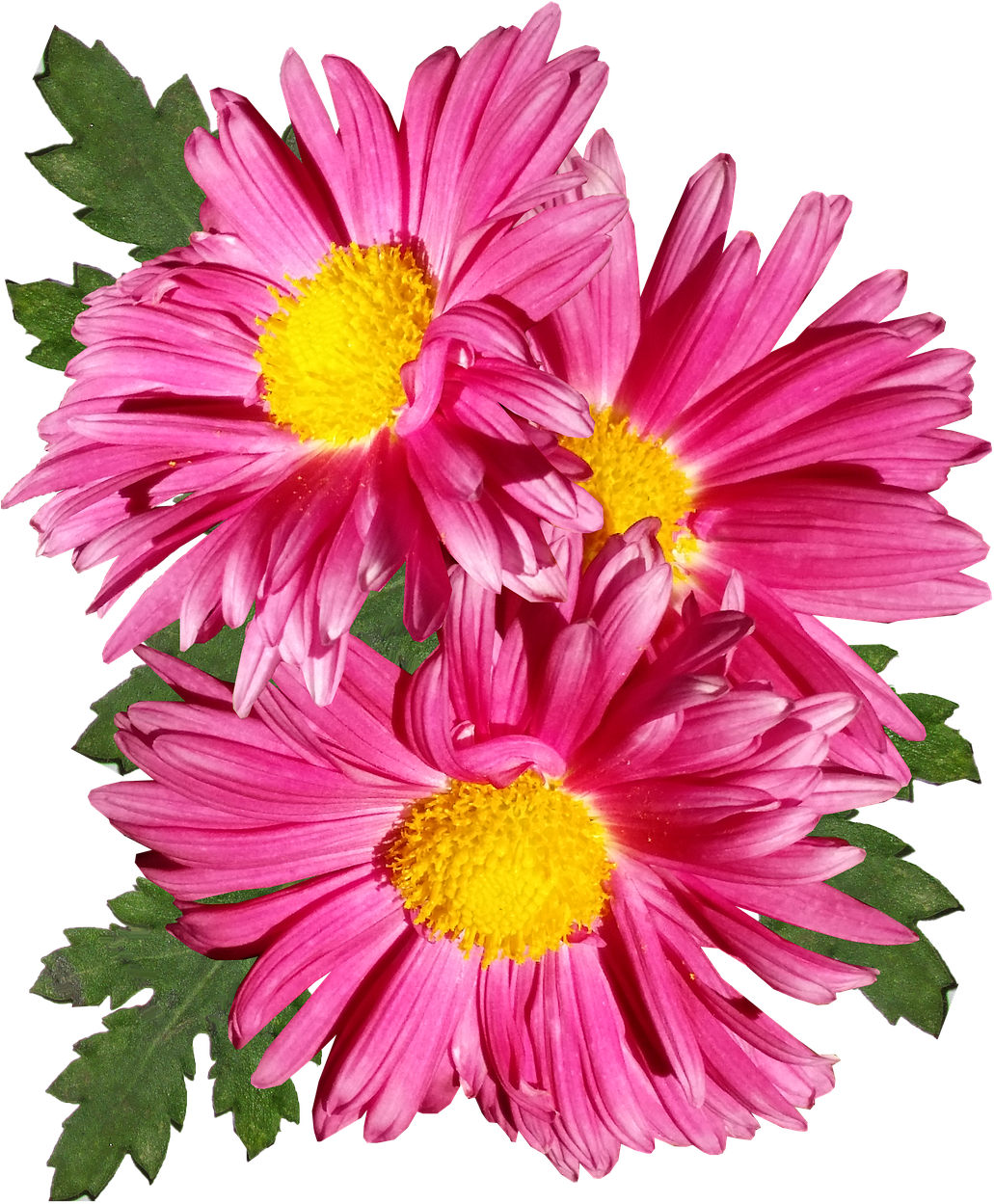 Vibrant Pink Chrysanthemums PNG Image