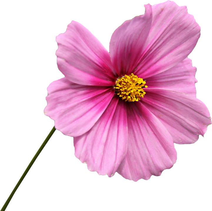 Vibrant Pink Cosmos Flower.png PNG Image