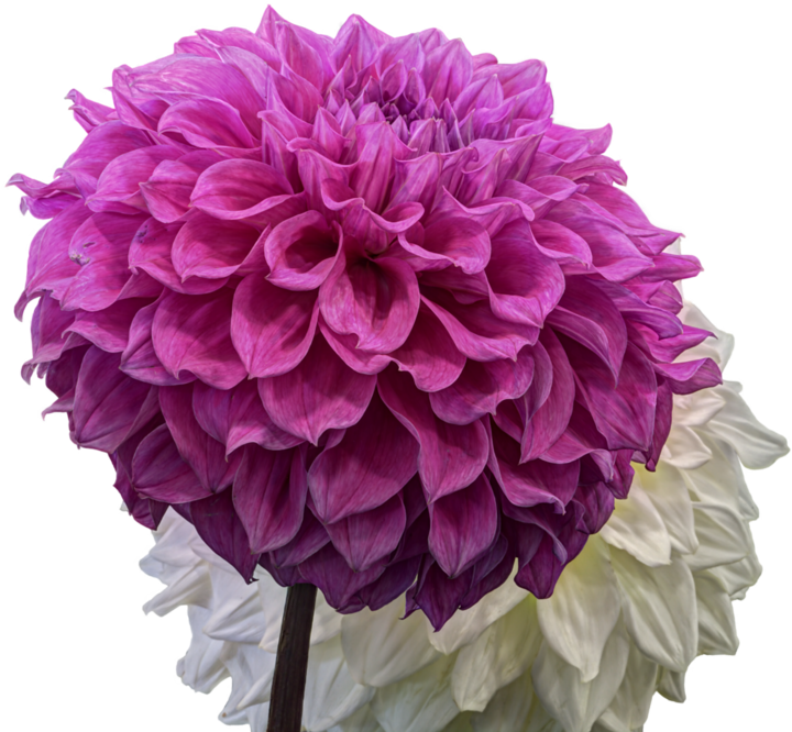 Vibrant Pink Dahlia Flower PNG Image