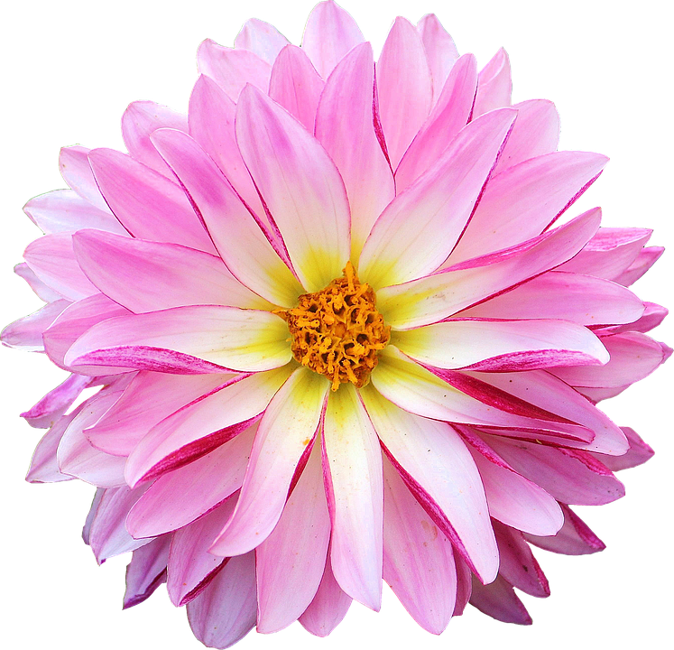 Vibrant Pink Dahlia Flower PNG Image