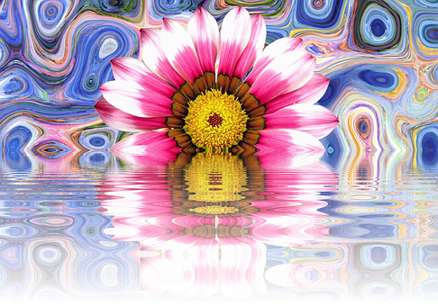 Vibrant Pink Flower Reflection PNG Image