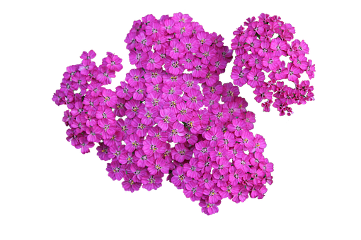 Vibrant Pink Flowers Black Background PNG Image