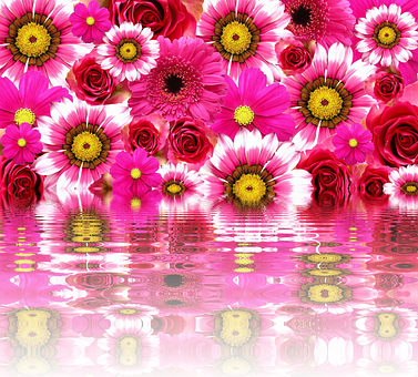 Vibrant Pink Flowers Reflection PNG Image