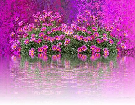 Vibrant Pink Flowers Water Reflection PNG Image