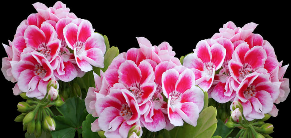 Vibrant Pink Geraniums Black Background PNG Image