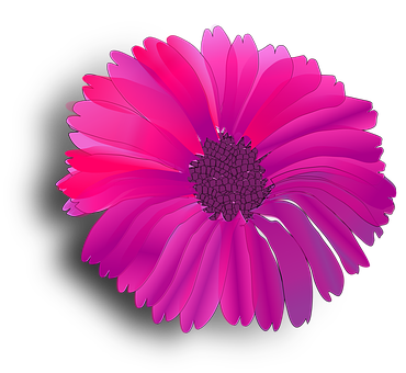 Vibrant Pink Gerbera Daisy Black Background PNG Image