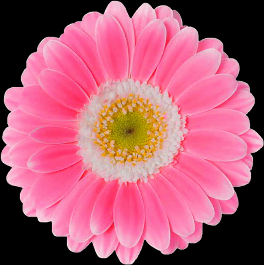 Vibrant Pink Gerbera Daisy Black Background PNG Image