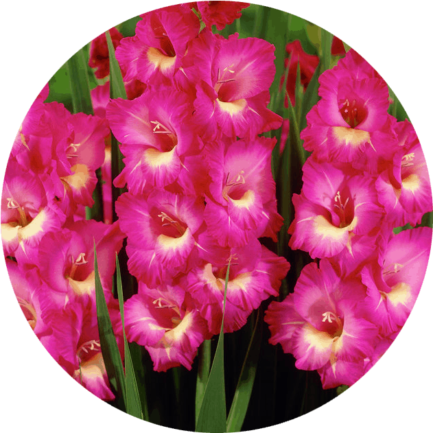 Vibrant Pink Gladiolus Flowers PNG Image