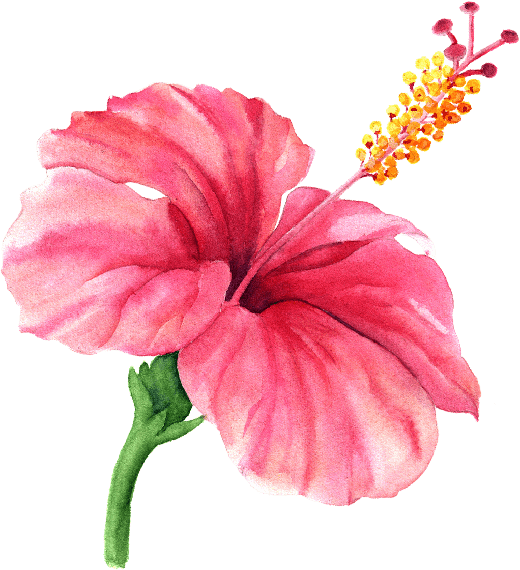 Vibrant Pink Hibiscus Watercolor PNG Image