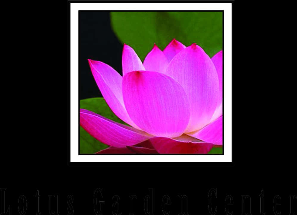 Vibrant Pink Lotus Bloom PNG Image