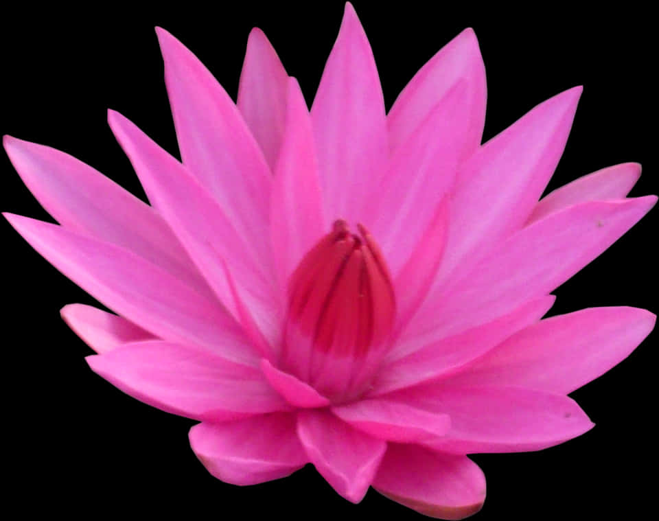 Vibrant Pink Lotus Flower PNG Image