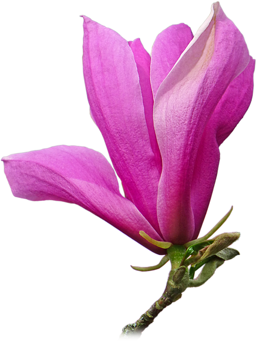 Vibrant Pink Magnolia Bloom PNG Image