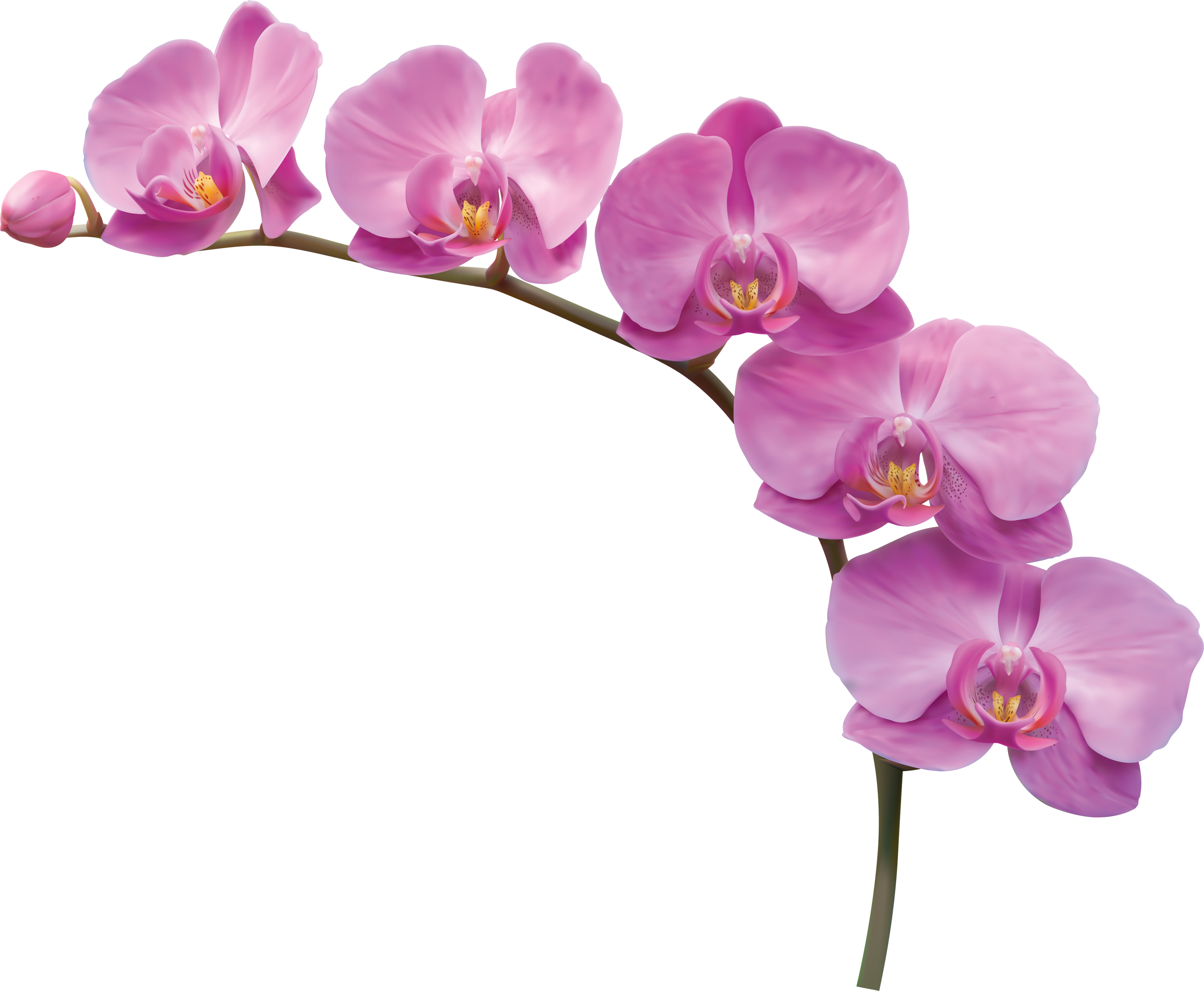 Vibrant Pink Orchid Bloom PNG Image