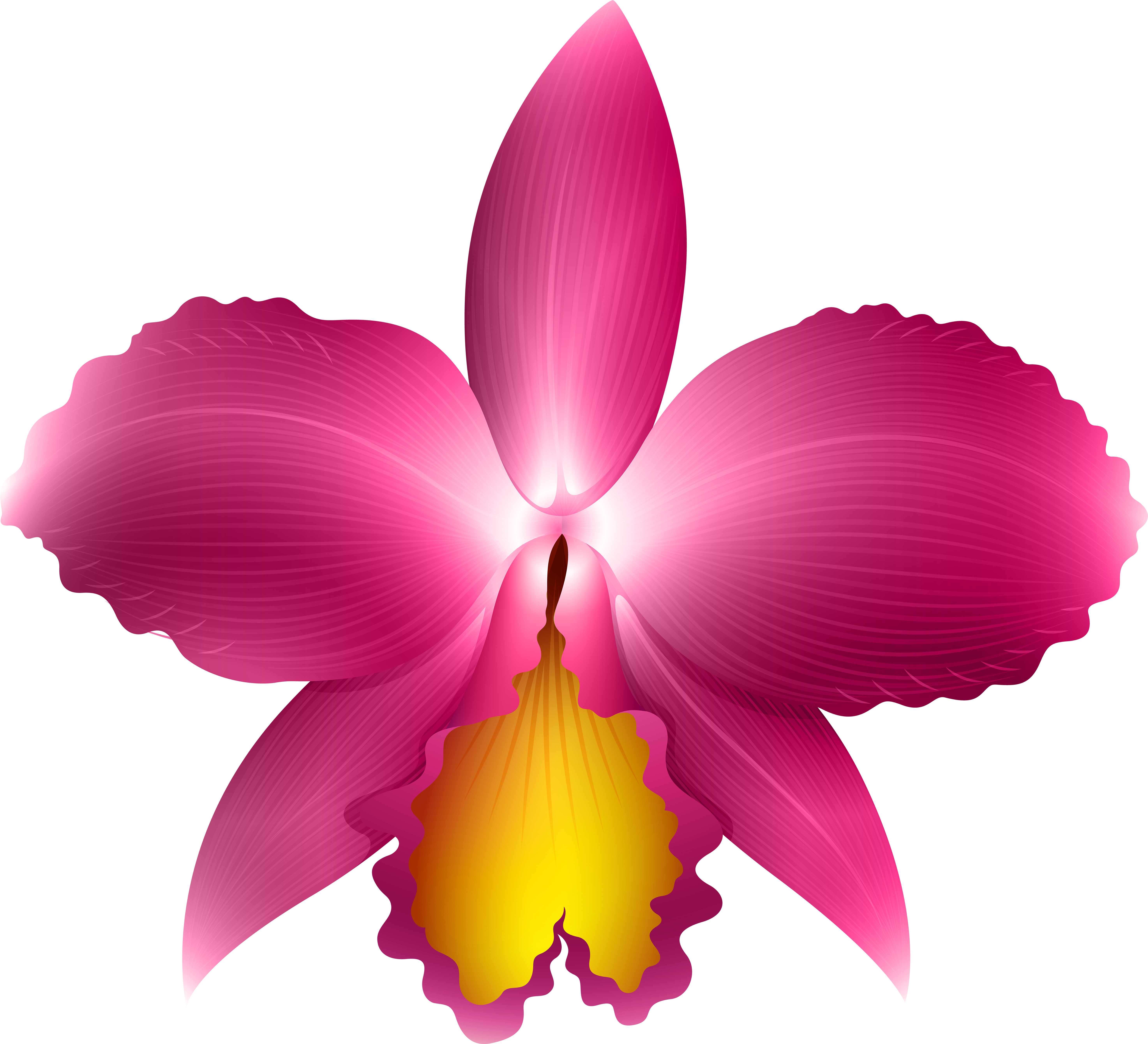 Vibrant Pink Orchid Illustration PNG Image